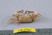 藏品(短身大眼蟹)的圖片